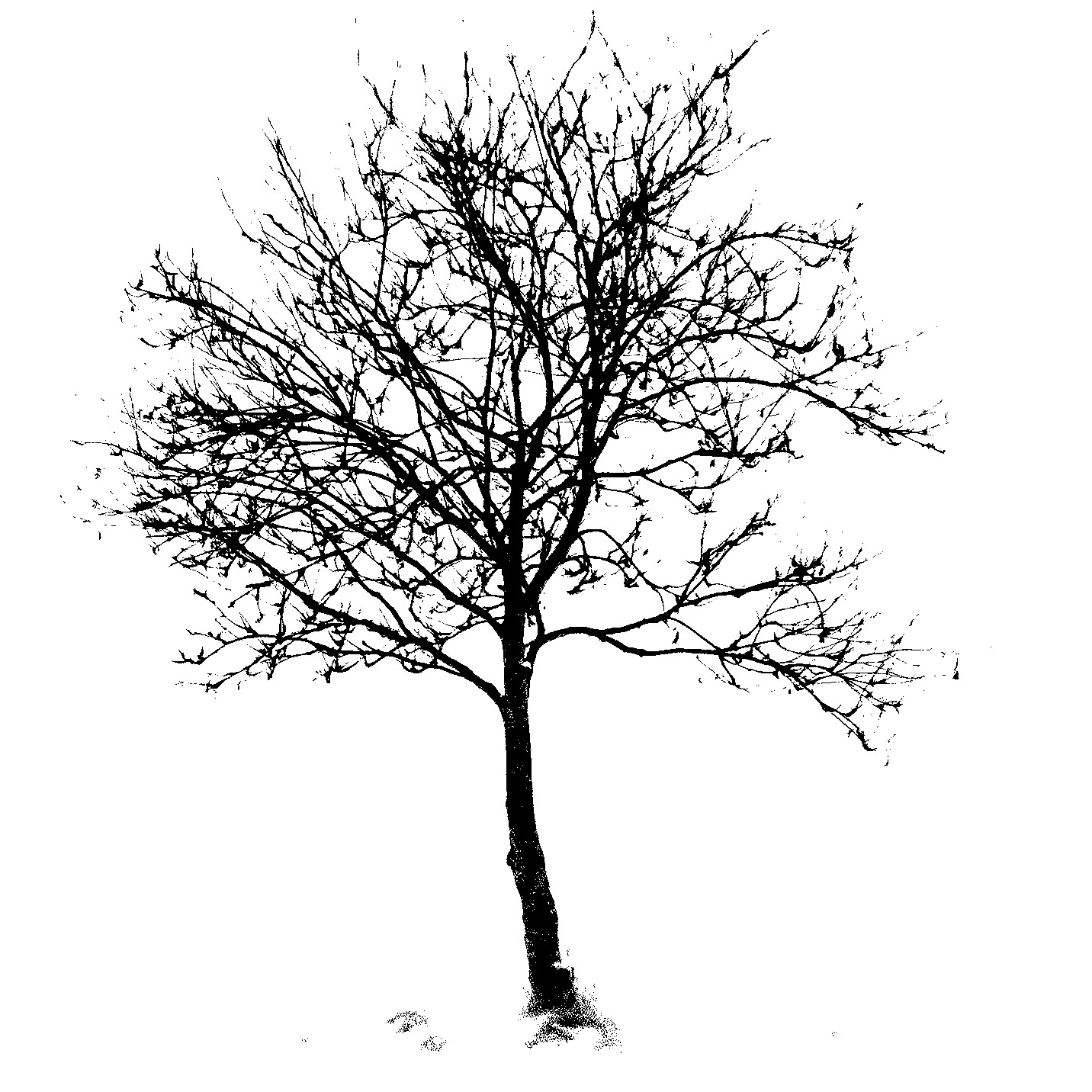 tree-bw